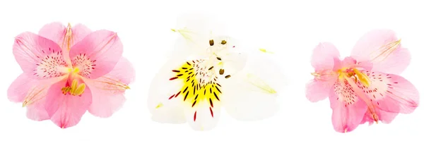 Alstroemeria blomma huvud närbild isolerad på vit bakgrund — Stockfoto