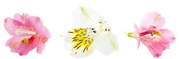 Alstroemeria หัวดอกไม้ใกล้เคียงแยกกันบนพื้นหลังสีขาว — ภาพถ่ายสต็อก