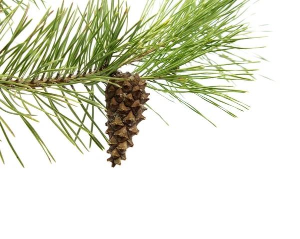 Pine cones hanging from a pine tree branch Stock Picture