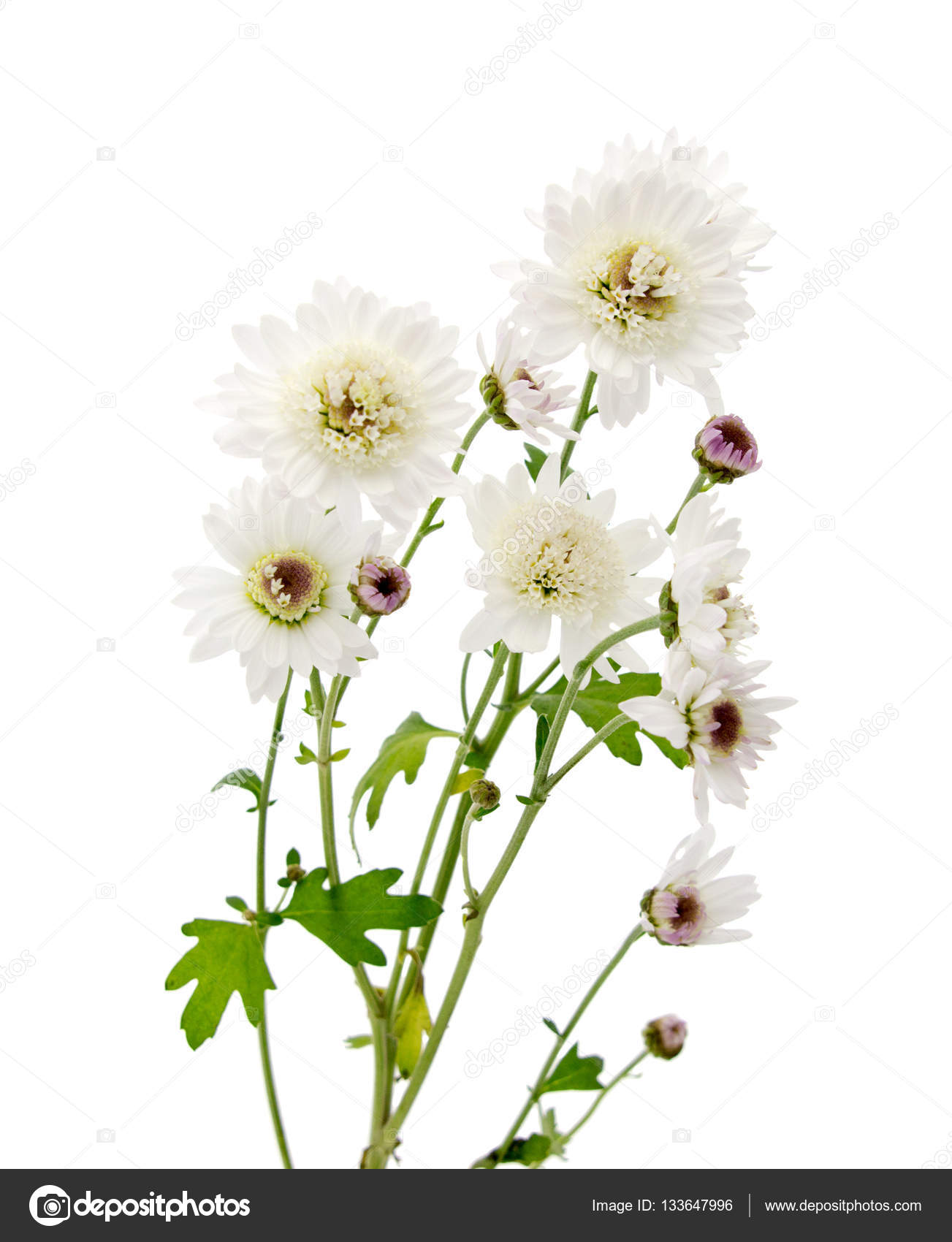 Chrysanthème Fleur Blanche Sur Une Longue Tige Avec Vert