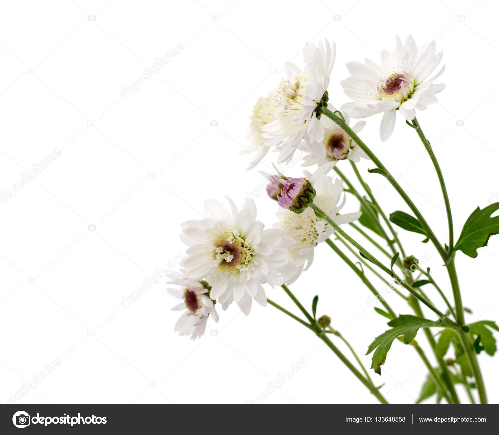 Chrysanthème Fleur Blanche Sur Une Longue Tige Avec Vert