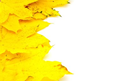 Sonbahar sarı akçaağaç yaprağı beyaz arkaplanda izole edildi