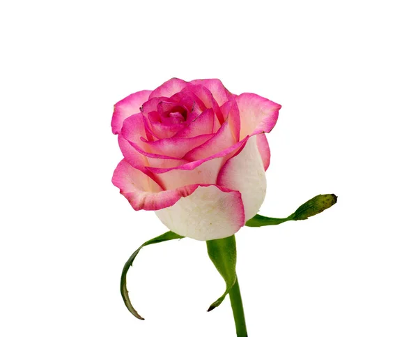 Delikatny kwiat Róża na białym tle na białym tle — Zdjęcie stockowe