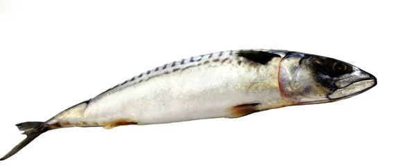 Pescado congelado aislado sobre fondo blanco —  Fotos de Stock