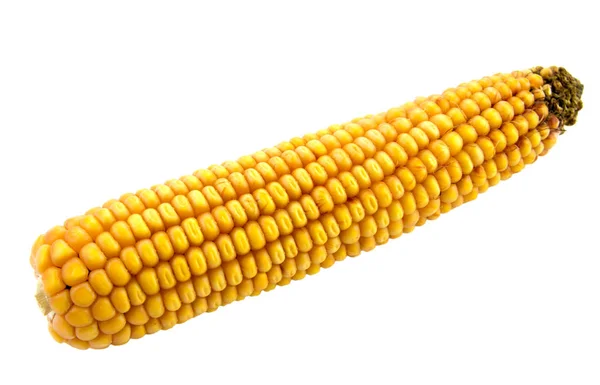 Espiga de milho isolado no fundo branco — Fotografia de Stock