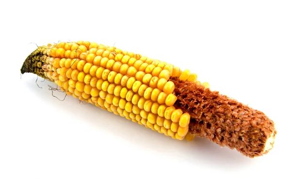 Mazorca de maíz aislada sobre fondo blanco — Foto de Stock