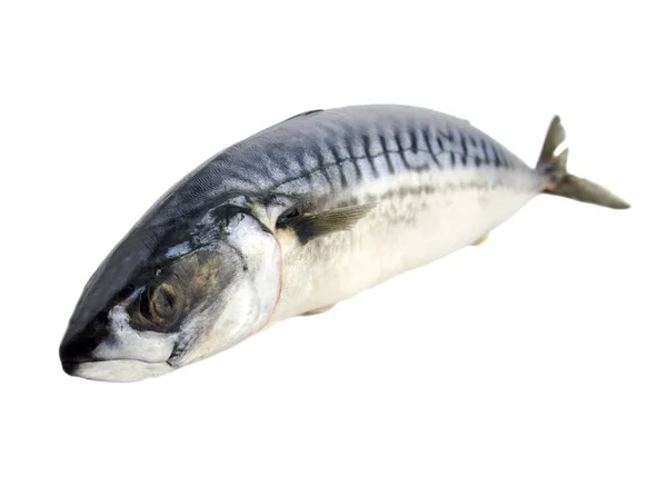 Pescado congelado aislado sobre fondo blanco —  Fotos de Stock