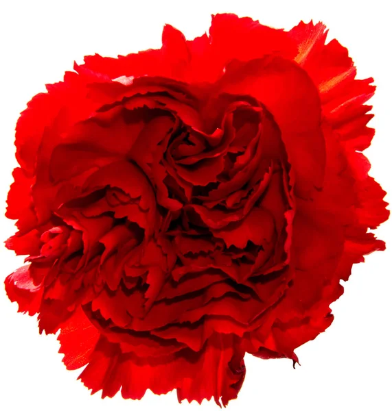 Red carnation flower isolated on white background — Stock Photo, Image