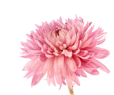 Pembe krizantem çiçeği beyaz zemin üzerine uzun bir sap üzerinde İZOLELİ