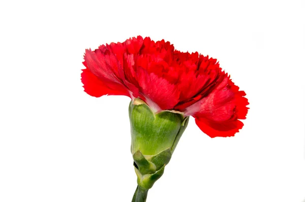 Flor de clavel roja aislada sobre fondo blanco — Foto de Stock