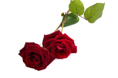 Kırmızı gül çiçek kafa. Yaprakları Borderisolated beyaz arka plan üzerinde