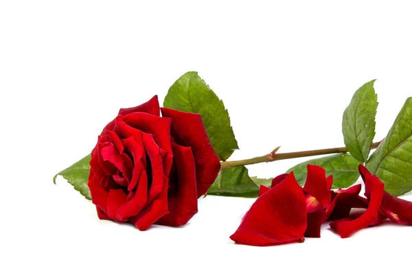 Κόκκινο τριαντάφυλλο λουλούδι κεφάλι. Borderisolated πέταλα σε λευκό φόντο cutout — Φωτογραφία Αρχείου