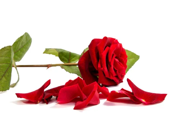 Κόκκινο τριαντάφυλλο λουλούδι κεφάλι. Borderisolated πέταλα σε λευκό φόντο cutout — Φωτογραφία Αρχείου
