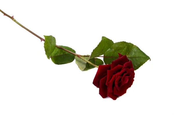 Tête de rose rouge. Pétales Borderisolated sur fond blanc découpe — Photo