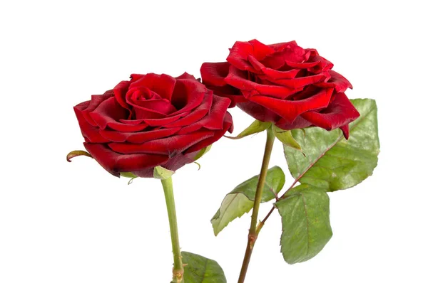 Голова из красной розы. Лепестки на белом фоне — стоковое фото