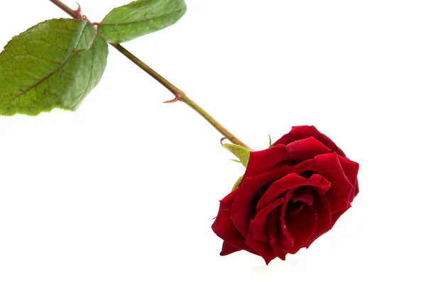 Cabeça de flor rosa vermelha. Pétalas Borderisolated no fundo branco recorte — Fotografia de Stock