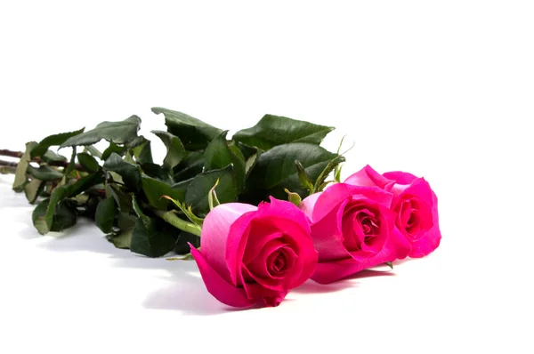 粉红色的玫瑰头花。在白色的背景抠出花瓣 Borderisolated — 图库照片