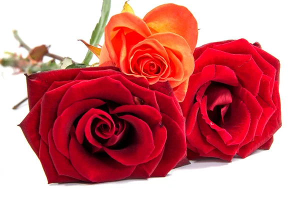 Голова из красной розы. Лепестки на белом фоне — стоковое фото