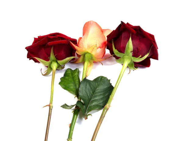 Červená růže květu. Okvětní lístky Borderisolated na bílém pozadí Vystřižení — Stock fotografie