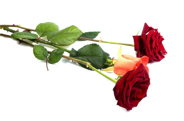 Cabeça de flor rosa vermelha. Pétalas Borderisolated no fundo branco recorte — Fotografia de Stock