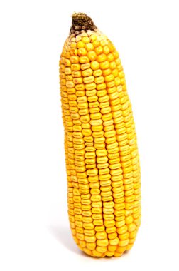 mısır koçanı üzerinde beyaz izole