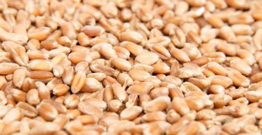 tüm arka plan buğday arpa.