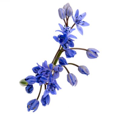 ilk bahar çiçekleri beyaz izole