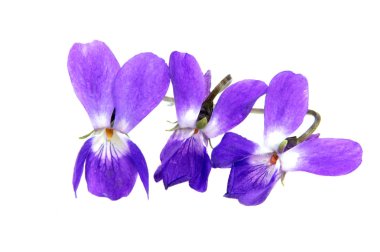 Beyaz izole erken Bahar Çiçekleri (Viola odorata)
