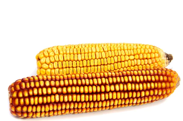 Kukorica cob elszigetelt fehér — Stock Fotó