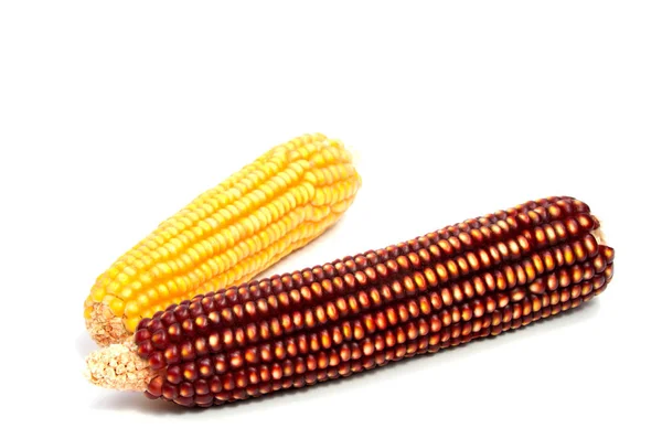 Kukuřičný klas izolované na bílém — Stock fotografie