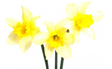 Beyaz izole erken bahar çiçekleri 