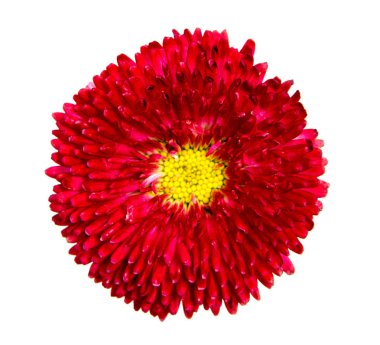 Beyaz arka plan üzerinde izole güzel papatya çiçekler