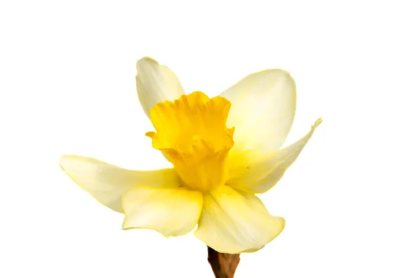 Цветок желтого нарцисса (нарцисса) изолирован на белом — стоковое фото