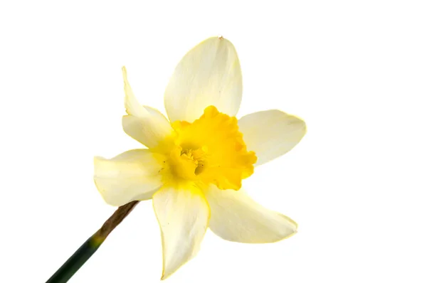 Flower of yellow Daffodil (narcissus) isolated — Stock Photo, Image
