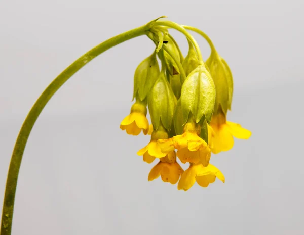 Early spring flowers isolated on white — Stock Photo, Image