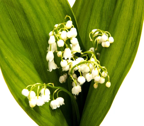 A bouquet of Lilies of the Valley isolated