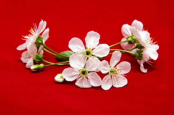 赤春咲く桜の花 — ストック写真