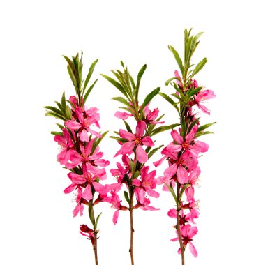 Beyaz izole pembe şeftali çiçek