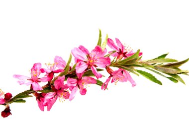 Beyaz izole pembe şeftali çiçek