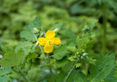 Sarı çiçek karahindiba doğadaki açık havada bahar çiçek