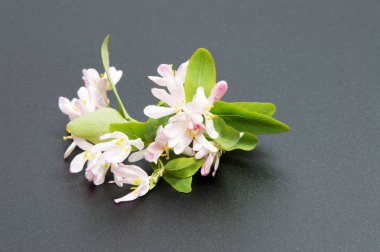 Arka plan üzerinde izole güzel papatya çiçekler 