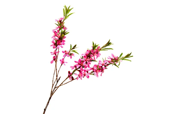 분홍색 복숭아 꽃 흰색 절연 — 스톡 사진
