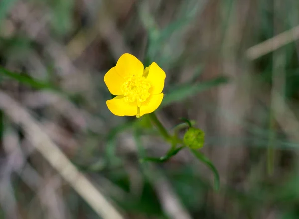 Flor amarilla diente de león en flor de primavera al aire libre en la naturaleza . — Foto de Stock
