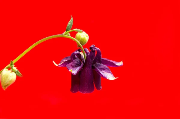 Hermosas flores de margarita aisladas sobre fondo rojo —  Fotos de Stock
