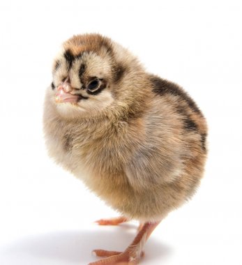 Sarı tavuk izole bir white adlı arıyorsunuz 