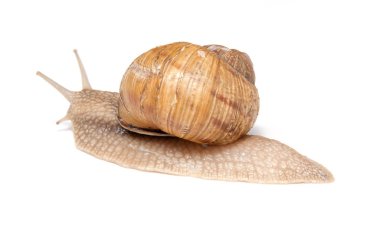 Gezinme salyangoz beyaz izole