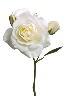 Gül çiçek izole kafa