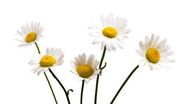 Beyaz bir arka plan üzerinde izole bir beyaz papatya Üstten Görünüm.