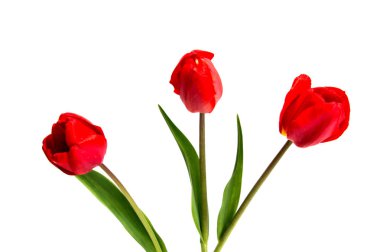 bahar çiçekleri beyaz arkaplanda izole laleler.