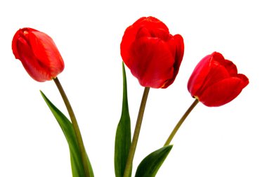 bahar çiçekleri beyaz arkaplanda izole laleler.